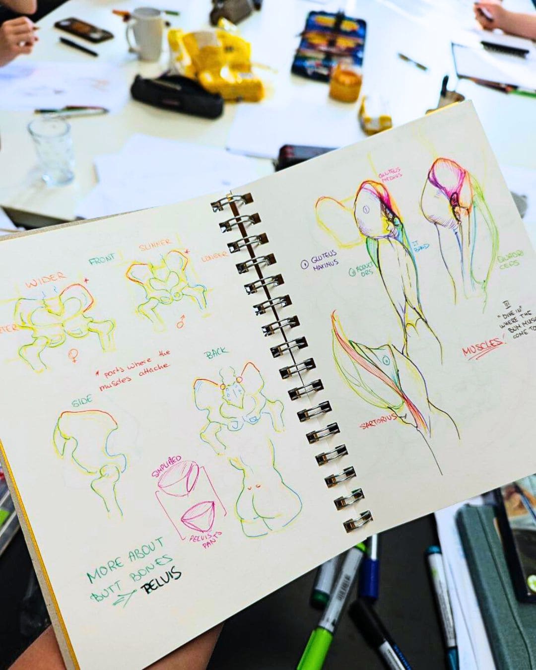 Anatomie der Beine und Gesäßmuskel aus Skizzenbuch